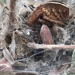 Hortophora sp. (genus) at Aranda, ACT - 2 Apr 2023