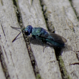 Primeuchroeus sp. (genus) at Higgins, ACT - suppressed