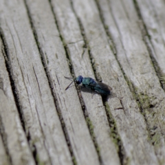 Primeuchroeus sp. (genus) at Higgins, ACT - suppressed