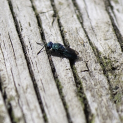 Primeuchroeus sp. (genus) at Higgins, ACT - suppressed