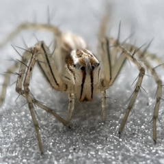 Oxyopes (genus) (Lynx spider) at Canberra, ACT - 3 Apr 2023 by Hejor1