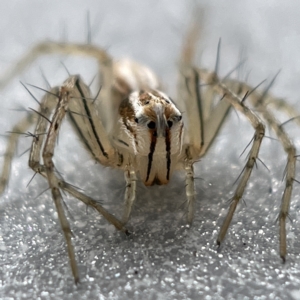 Oxyopes sp. (genus) at Canberra, ACT - 3 Apr 2023