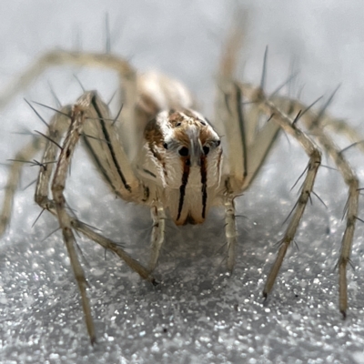 Oxyopes sp. (genus) (Lynx spider) at Canberra, ACT - 2 Apr 2023 by Hejor1