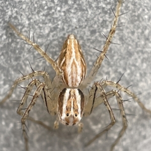 Oxyopes sp. (genus) at Canberra, ACT - 3 Apr 2023