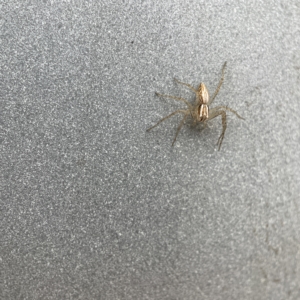 Oxyopes sp. (genus) at Canberra, ACT - 3 Apr 2023