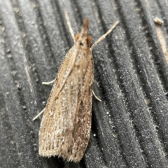 Eudonia cleodoralis (A Crambid moth) at Canberra, ACT - 2 Apr 2023 by Hejor1