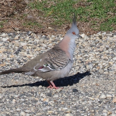 Ocyphaps lophotes (Crested Pigeon) at Bandiana, VIC - 3 Apr 2023 by KylieWaldon