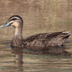 Anas superciliosa (Pacific Black Duck) at Bandiana, VIC - 3 Apr 2023 by KylieWaldon