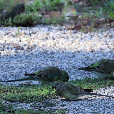 Psephotus haematonotus (Red-rumped Parrot) at Bandiana, VIC - 3 Apr 2023 by KylieWaldon