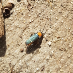 Chauliognathus tricolor (Tricolor soldier beetle) at Kambah, ACT - 2 Apr 2023 by MatthewFrawley