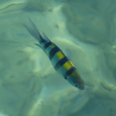 Unidentified Marine Fish Uncategorised at Fitzroy Island, QLD - 30 Mar 2023 by MatthewFrawley
