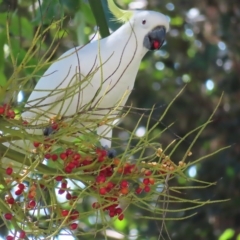 Cacatua galerita (Sulphur-crested Cockatoo) at Fitzroy Island, QLD - 30 Mar 2023 by MatthewFrawley