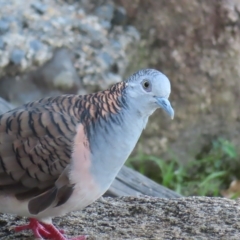 Geopelia humeralis (Bar-shouldered Dove) at Fitzroy Island, QLD - 31 Mar 2023 by MatthewFrawley