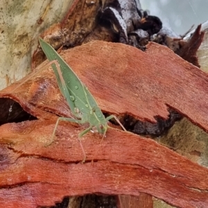 Caedicia simplex at Molonglo Valley, ACT - 29 Mar 2023