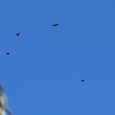 Corvus mellori (Little Raven) at Bandiana, VIC - 3 Apr 2023 by KylieWaldon