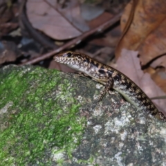 Unidentified Skink at Fitzroy Island, QLD - 30 Mar 2023 by MatthewFrawley