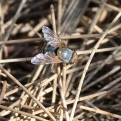 Calliphora vicina (European bluebottle) at Bandiana, VIC - 3 Apr 2023 by KylieWaldon