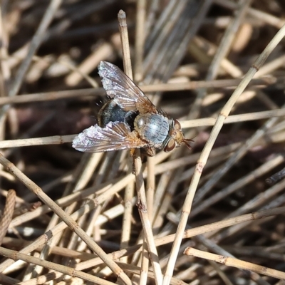 Calliphora vicina (European bluebottle) at Bandiana, VIC - 3 Apr 2023 by KylieWaldon