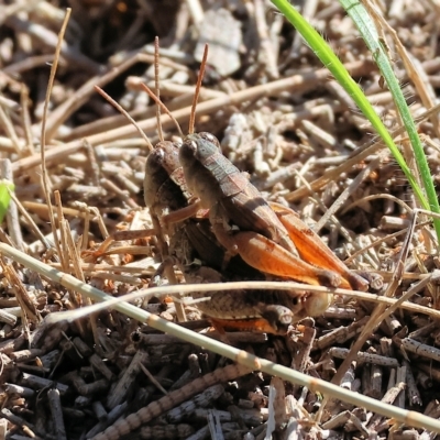 Phaulacridium vittatum (Wingless Grasshopper) at Bandiana, VIC - 3 Apr 2023 by KylieWaldon