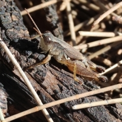 Phaulacridium vittatum (Wingless Grasshopper) at Bandiana, VIC - 3 Apr 2023 by KylieWaldon