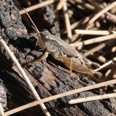 Phaulacridium vittatum (Wingless Grasshopper) at Bandiana, VIC - 3 Apr 2023 by KylieWaldon