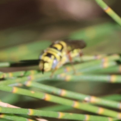 Thynnidae Family (Thynnid Flower Wasps) at Bandiana, VIC - 3 Apr 2023 by KylieWaldon