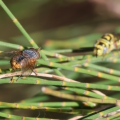 Calliphora stygia (Brown blowfly or Brown bomber) at Bandiana, VIC - 3 Apr 2023 by KylieWaldon