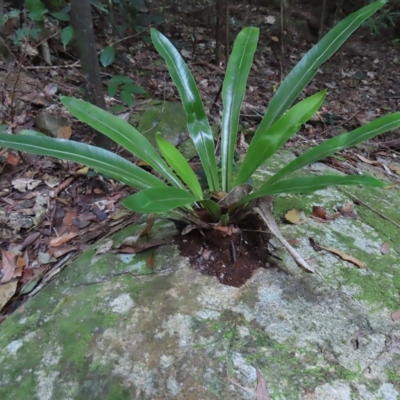 Asplenium australasicum (Bird's Nest Fern, Crow's Nest Fern) at Fitzroy Island, QLD - 30 Mar 2023 by MatthewFrawley