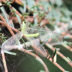 Chrysopidae (family) (Unidentified Green lacewing) at Bandiana, VIC - 3 Apr 2023 by KylieWaldon