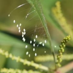 Neuroptera (order) (Unidentified lacewing) at Bandiana, VIC - 3 Apr 2023 by KylieWaldon