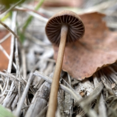 Panaeolus sp. at Canberra, ACT - 3 Apr 2023