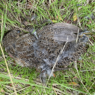 Synoicus ypsilophorus (Brown Quail) at City Renewal Authority Area - 3 Apr 2023 by Hejor1