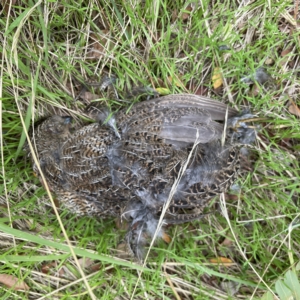 Synoicus ypsilophorus at Canberra, ACT - 3 Apr 2023