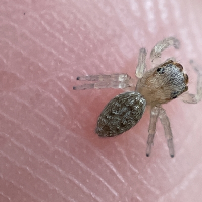 Salticidae (family) (Unidentified Jumping spider) at Canberra, ACT - 3 Apr 2023 by Hejor1