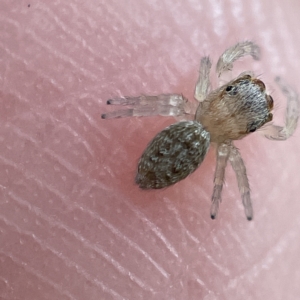 Salticidae (family) at Canberra, ACT - 3 Apr 2023