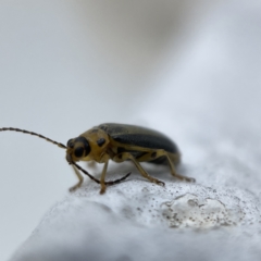 Xanthogaleruca luteola (Elm leaf beetle) at Canberra, ACT - 3 Apr 2023 by Hejor1