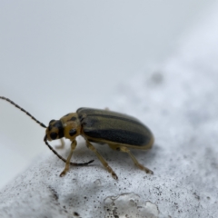 Xanthogaleruca luteola at Canberra, ACT - 3 Apr 2023 11:36 AM