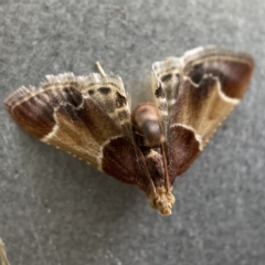 Pyralis farinalis (Meal Moth) at Canberra, ACT - 2 Apr 2023 by Hejor1