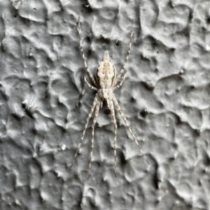 Tamopsis fickerti at Canberra, ACT - 3 Apr 2023