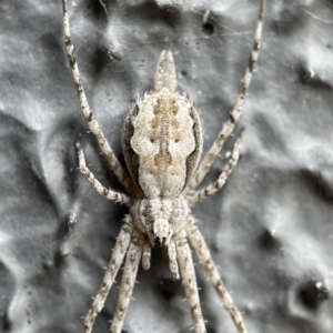 Tamopsis fickerti at Canberra, ACT - 3 Apr 2023