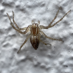 Oxyopes sp. (genus) (Lynx spider) at Canberra, ACT - 3 Apr 2023 by Hejor1