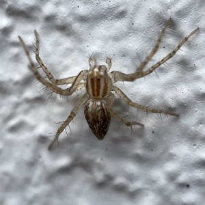 Oxyopes sp. (genus) at Canberra, ACT - 3 Apr 2023 09:27 AM