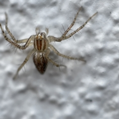 Oxyopes sp. (genus) at Canberra, ACT - 3 Apr 2023 09:27 AM