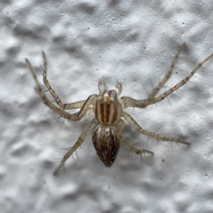 Oxyopes sp. (genus) at Canberra, ACT - 3 Apr 2023 09:27 AM