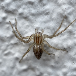 Oxyopes sp. (genus) at Canberra, ACT - 3 Apr 2023 09:27 AM