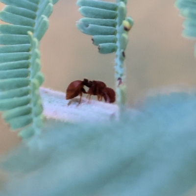 Mutillidae (family) (Unidentified Mutillid wasp or velvet ant) at Bandiana, VIC - 3 Apr 2023 by KylieWaldon