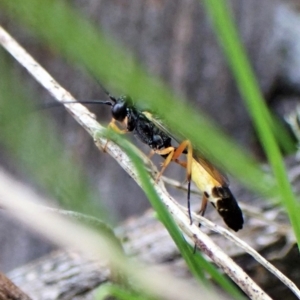 Ichneumonidae (family) at Aranda, ACT - 30 Mar 2023 04:35 PM