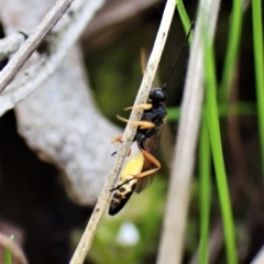 Ichneumonidae (family) at Aranda, ACT - 30 Mar 2023 04:35 PM