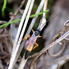 Ichneumonidae (family) at Aranda, ACT - 30 Mar 2023 04:35 PM