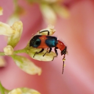 Dicranolaius bellulus at Aranda, ACT - 30 Mar 2023 03:50 PM